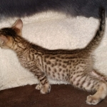 Savannah SBT female DBO 3-3-21