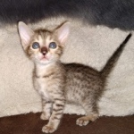 Savannah SBT female DBO 3-3-21