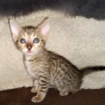 Savannah SBT female DBO 3-3-21