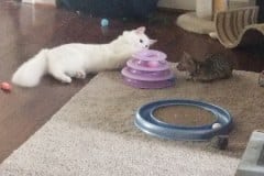 Zoey Savannah F-7SBT Female Pale DOB 3-3-21