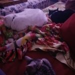 Savannah SBT female DOB 3-3-21