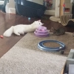 Savannah SBT female DOB 3-3-21