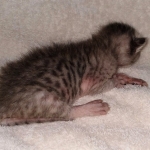 Savannah SBT female DBO 3-3-21