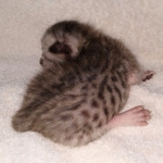 Savannah SBT female DBO 3-3-21