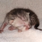 Savannah SBT female DBO 3-3-21