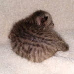 Savannah SBT female DBO 3-3-21