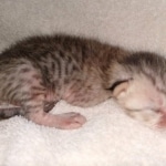 Savannah SBT female DBO 3-3-21