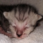 Savannah SBT female DBO 3-3-21