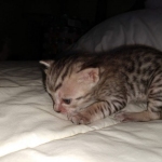 Savannah SBT female DBO 3-3-21