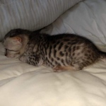 Savannah SBT female DBO 3-3-21