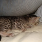 Savannah SBT female DBO 3-3-21