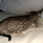 Savannah SBT female DBO 3-3-21