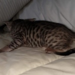 Savannah SBT female DBO 3-3-21