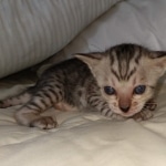 Savannah SBT female DBO 3-3-21