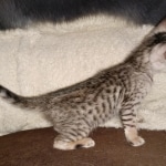 Savannah SBT female DOB 3-3-21