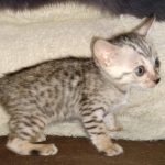 Savannah SBT female DOB 3-3-21