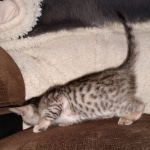 Savannah SBT female DOB 3-3-21