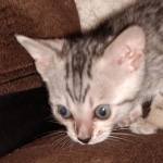 Savannah SBT female DOB 3-3-21