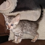 Savannah SBT female DOB 3-3-21