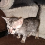 Savannah SBT female DOB 3-3-21