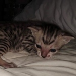 Savannah SBT female DOB 3-3-21