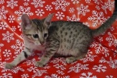 Savannah F-7SBT Male #1 BST DOB 10/26/21B 10