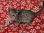 Savannah F-7SBT Male #1 BST DOB 10/26/21B 10