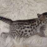 Savannah F-7SBT Male DOB 10/26/21