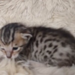 Savannah F-7SBT Male DOB 10/26/21