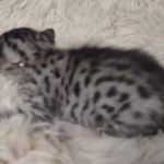 Savannah F-7SBT Male DOB 10/26/21