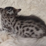 Savannah F-7SBT Male DOB 10/26/21