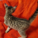 Savannah F-7SBT Male DOB 10/26/21