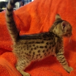 Savannah F-7SBT Male DOB 10/26/21