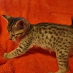 Savannah F-7SBT Male DOB 10/26/21