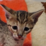 Savannah F-7SBT Male DOB 10/26/21