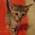 Savannah F-7SBT Male DOB 10/26/21