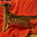 Savannah F-7SBT Male DOB 10/26/21