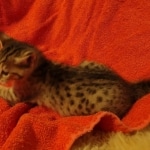 Savannah F-7SBT Male DOB 10/26/21