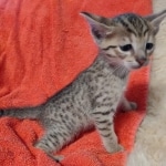 Savannah F-7SBT Male DOB 10/26/21