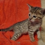 Savannah F-7SBT Male DOB 10/26/21