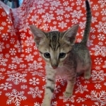 Savannah F-7SBT Male DOB 10/26/21