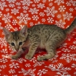 Savannah F-7SBT Male DOB 10/26/21