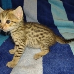 Savannah F-7SBT Male DOB 8-29-21