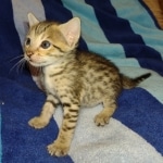 Savannah F-7SBT Male DOB 8-29-21