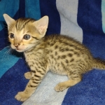 Savannah F-7SBT Male DOB 8-29-21