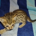 Savannah F-7SBT Male DOB 8-29-21