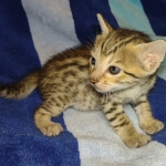 Savannah F-7SBT Male DOB 8-29-21