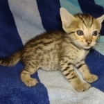 Savannah F-7SBT Male DOB 8-29-21