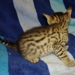 Savannah F-7SBT Male DOB 8-29-21