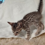 Savannah F-7SBT Male DOB 8-29-21